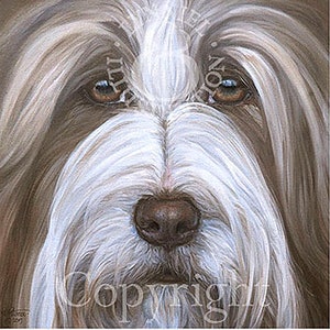 BEARDED COLLIE Beardie Portrait Fine Art Print 'Izzi' 12"x 12"" von Lynn Paterson."