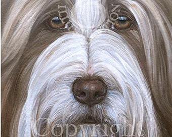 BEARDED COLLIE Beardie Portrait fine art print 'Izzi' 12" x 12" by Lynn Paterson