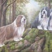 see more listings in the Bärtige Collies section