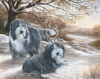 BEARDED COLLIE Limited edition fine art dog print 'Winters Glow'