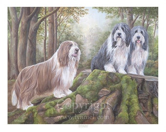 BORDER TERRIERS HEAD STUDY fine art Border Terrier dog print by Lynn Paterson