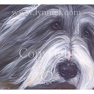 BEARDED COLLIE &#39;Ella&#39; head portrait fine art dog print by Lynn Paterson