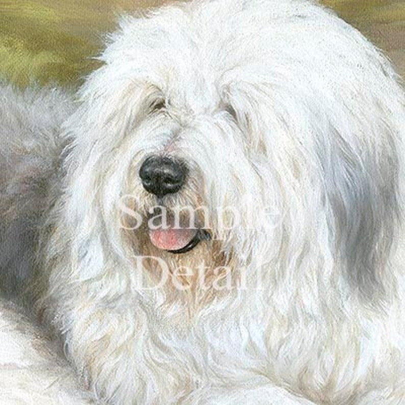 OLD ENGLISH SHEEPDOG limitierte Fine Art Hund drucken Bobtail Viehtreiber Bild 2