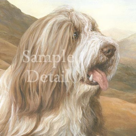 BEARDED COLLIE /'beardie/' dog print /'Winter/'s Glow/'