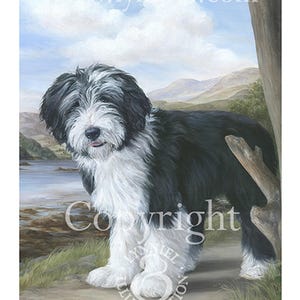 BEARDED COLLIE Young &#39;Beardie&#39; fine art print