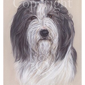 BEARDED COLLIE head study fine art print