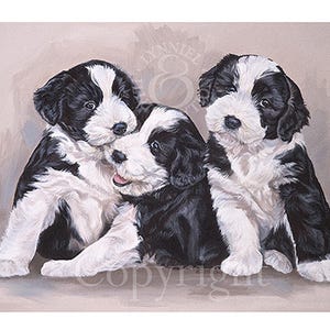 BEARDED COLLIE PUPPIES &#39;Beardie&#39; fine art print, puppy dog, by Lynn Paterson