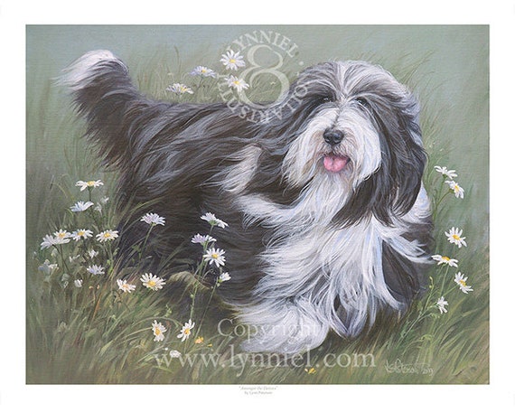 BEARDED COLLIE /'beardie/' dog print /'Winter/'s Glow/'