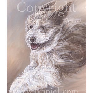 BEARDED COLLIE Fawn Beardie running, fine art print