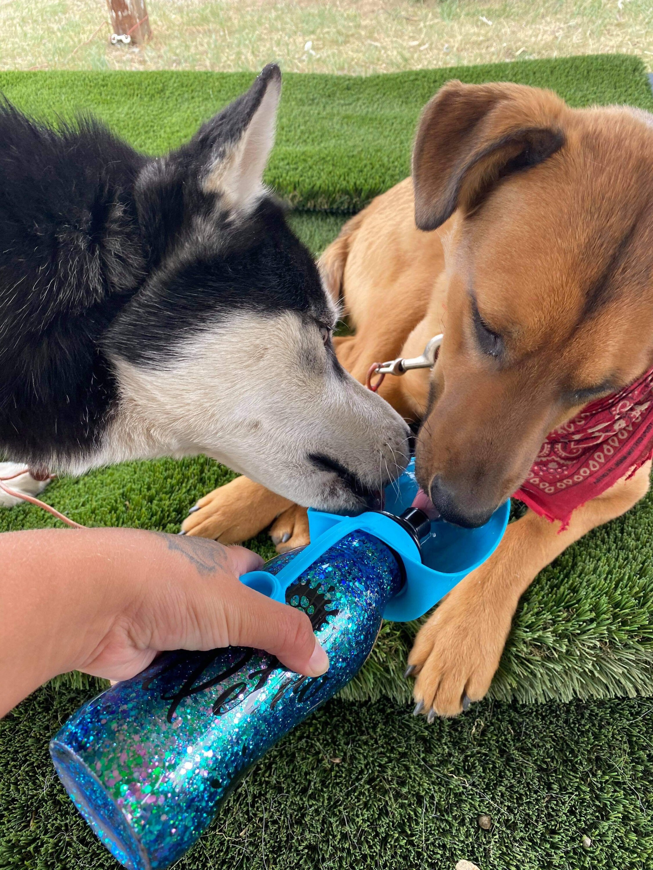 Doggie Water Bottle Personalized Dog Water Bottle Hogg Dog Etsy