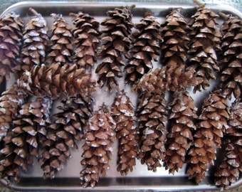 30 Natural Pine Cones, Pine Cones great for Arts and Crafts, Decor, Holiday, Christmas, etc.