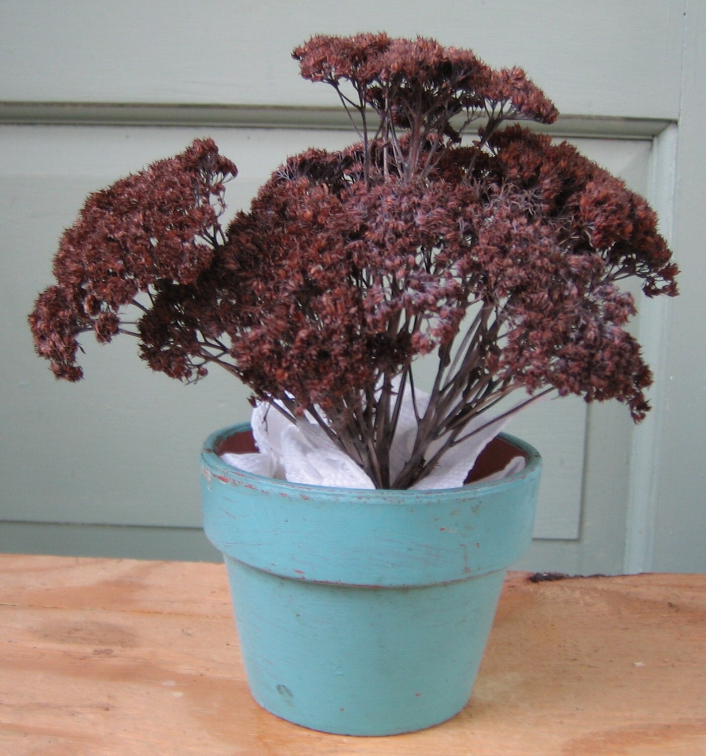Dried All Natural Sedum Flowers Sedum Autumn Joy Floral Etsy