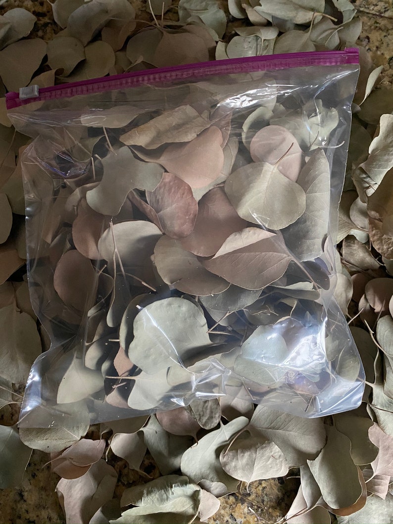 Dried Eucalyptus Leaves, Eucalyptus, Organic, Natural Dried Leaves