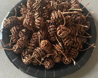 Dawn Redwood Tree Cones, Tiny Pine Cones great for Arts and Crafts, Decor, Holiday, Christmas