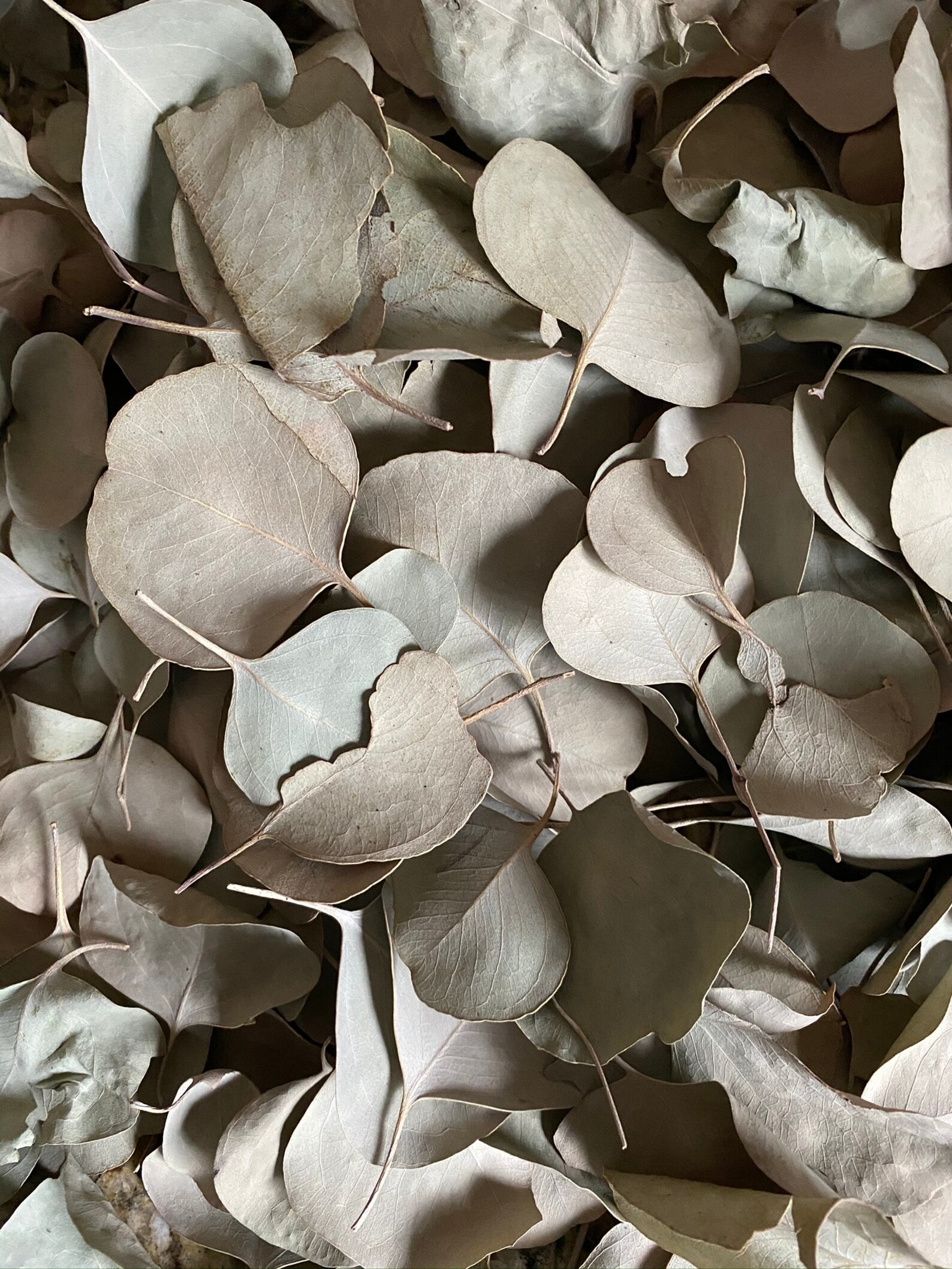 Dried Eucalyptus Leaves, Eucalyptus, Organic, Natural Dried Leaves