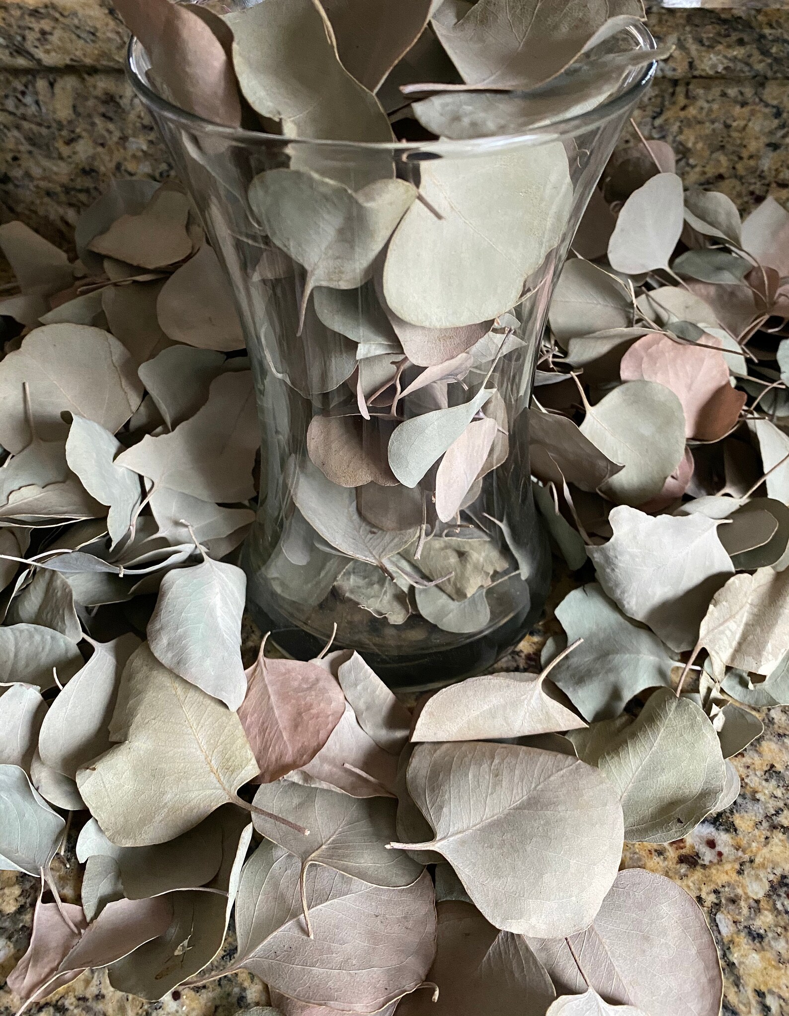 100 Pcs Dried Eucalyptus Stems Natural Fresh Eucalyptus