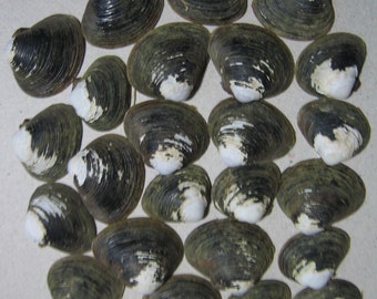 Carolina Lake Shells, Sea Shells, Two Dozen Shells, Beach Supplies for Crafts, Jewelry, Beach Decor