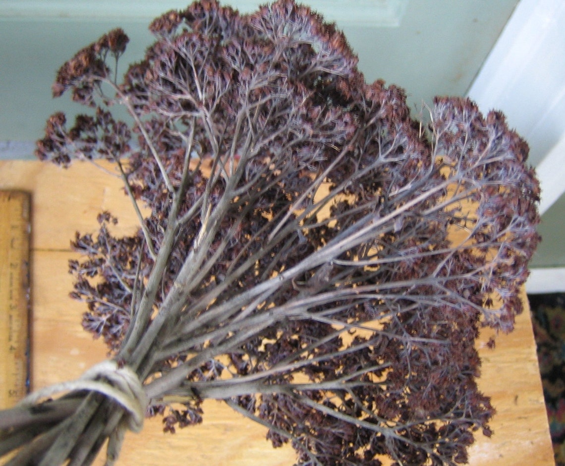 Dried All Natural Sedum Flowers Sedum Autumn Joy Floral Etsy