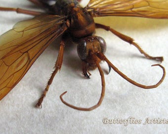 tarantula hawk wasp etsy