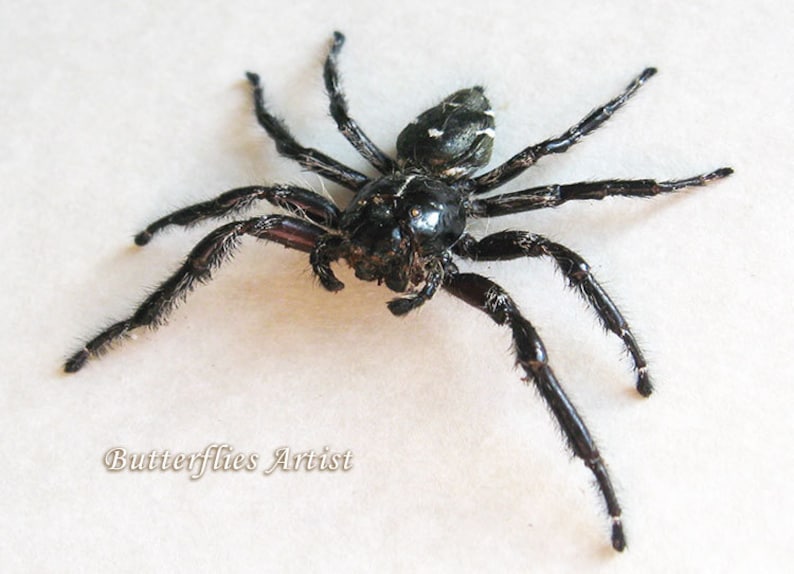 Real Hyllus Jumping Spider Entomology Collectible Museum Quality In Shadowbox