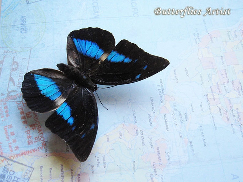 Real Butterfly Archaeoprepona Demophoon On Vintage Map Framed In Shadowbox