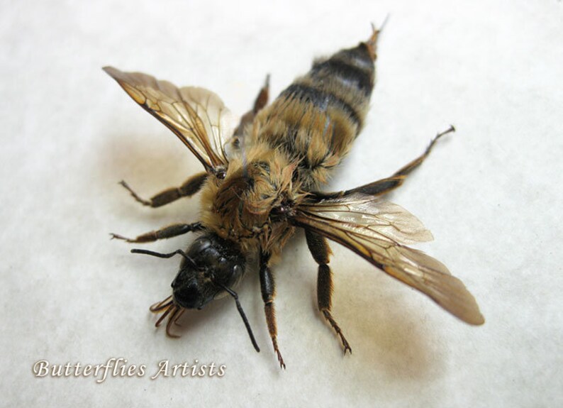 Stripped Bumble Bee Real Bombus Fervidus Entomology Collectible Framed In Shadowbox