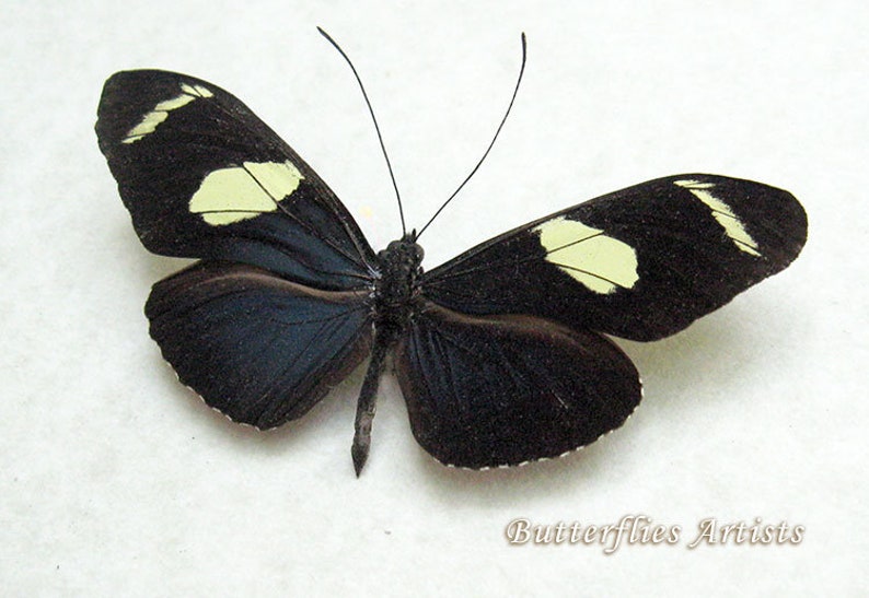Longwing Butterfly Heliconius Wallacei Entomology Collectible In Shadowbox