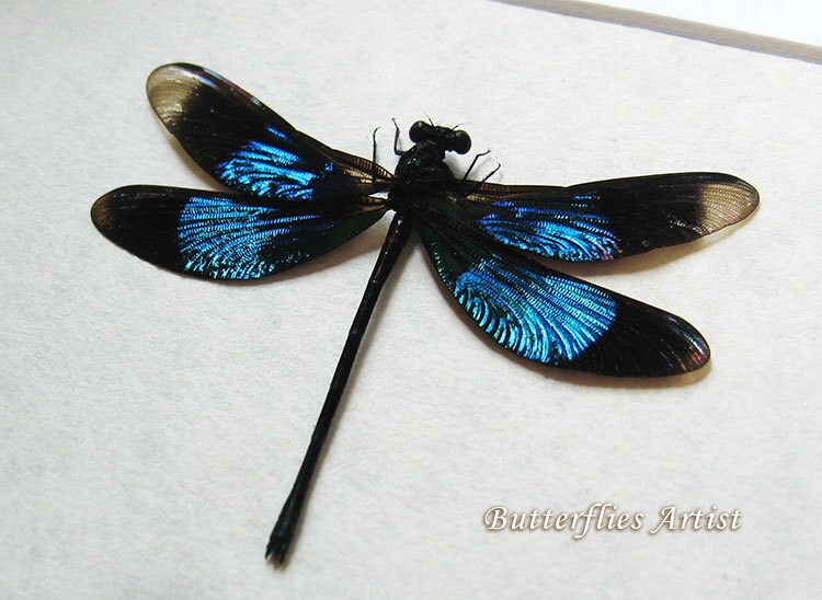 Sapphire Blue Vestalis Luctuosa Real Dragonfly Framed Shadowbox - Entomology Collectible Display
