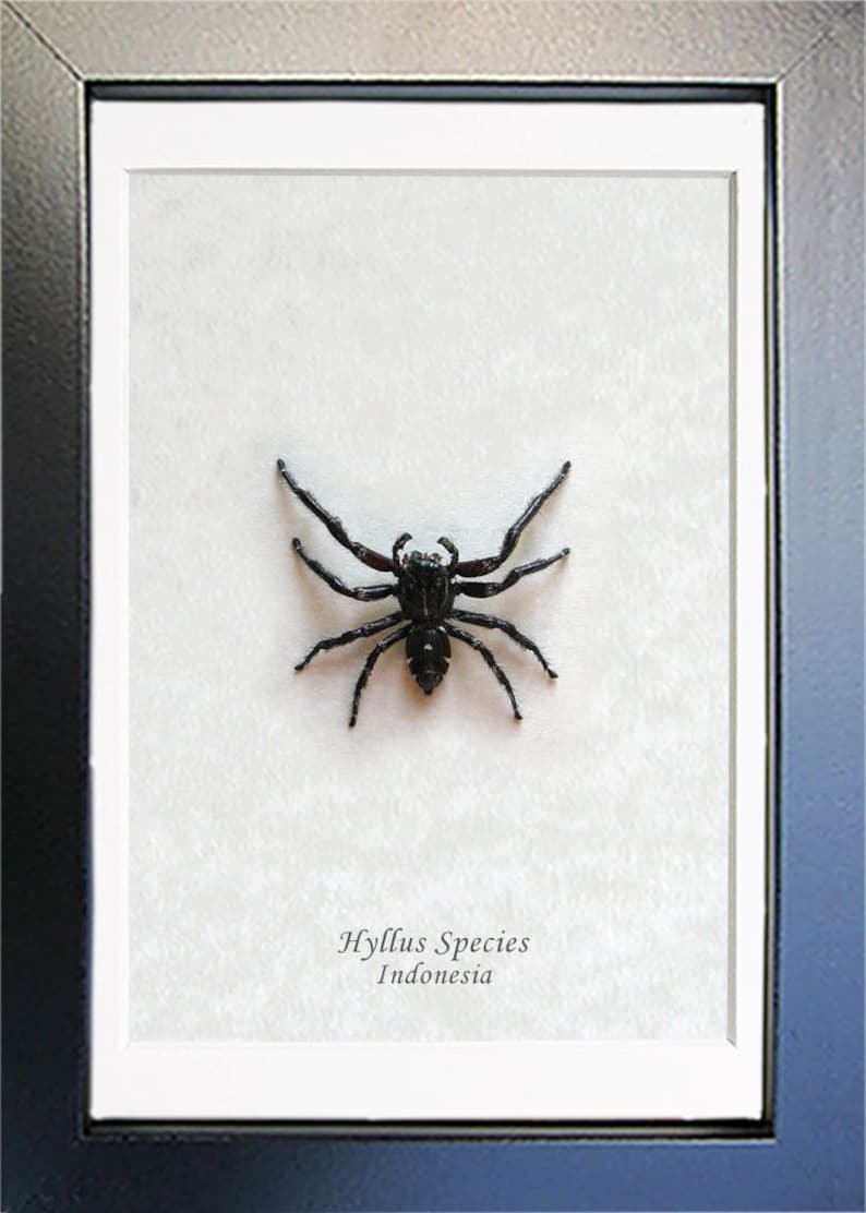 Real Hyllus Jumping Spider Entomology Collectible Museum Quality In Shadowbox