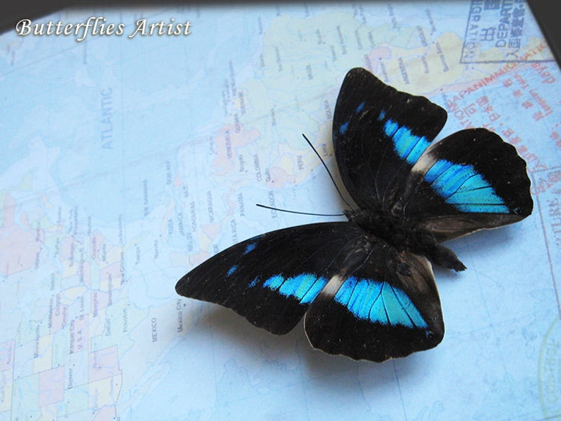 Real Butterfly Archaeoprepona Demophoon On Vintage Map Framed In Shadowbox