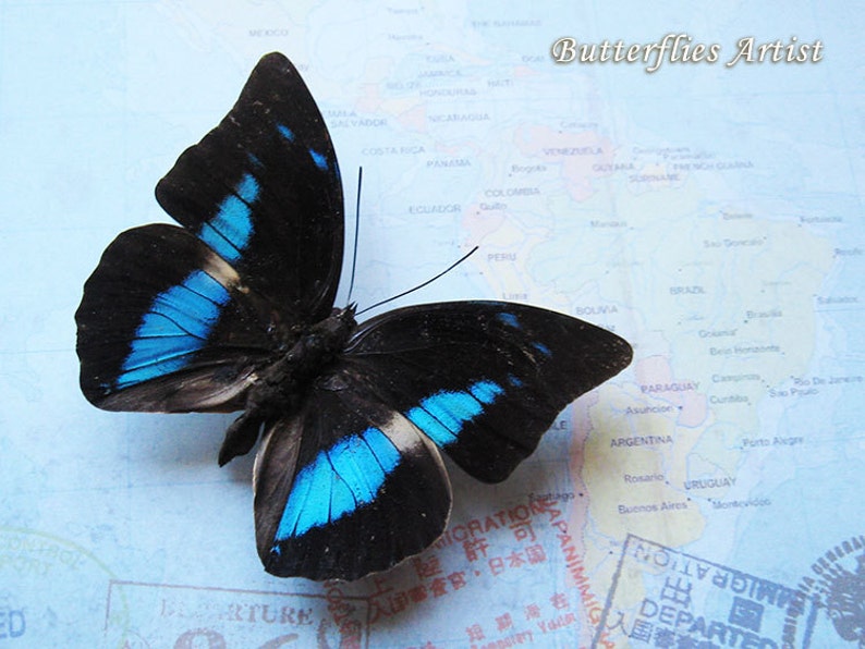 Real Butterfly Archaeoprepona Demophoon On Vintage Map Framed In Shadowbox