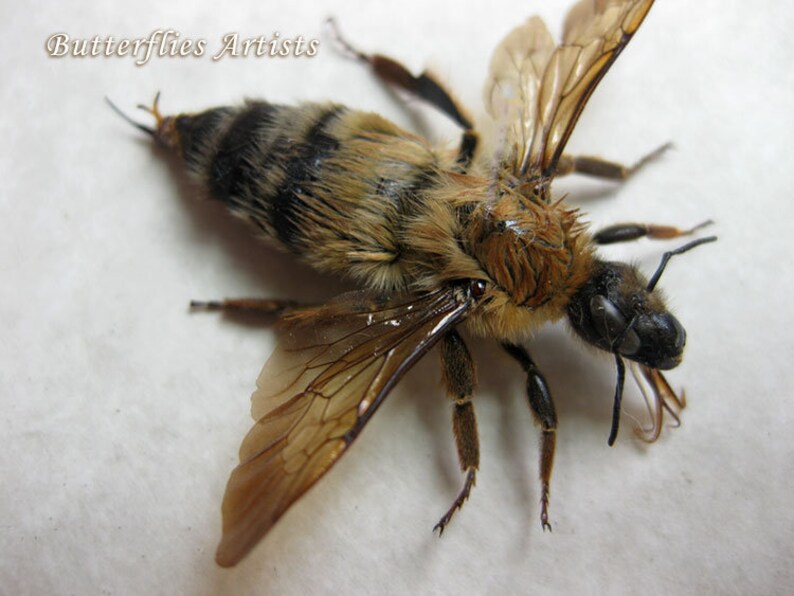 Stripped Bumble Bee Real Bombus Fervidus Entomology Collectible Framed In Shadowbox