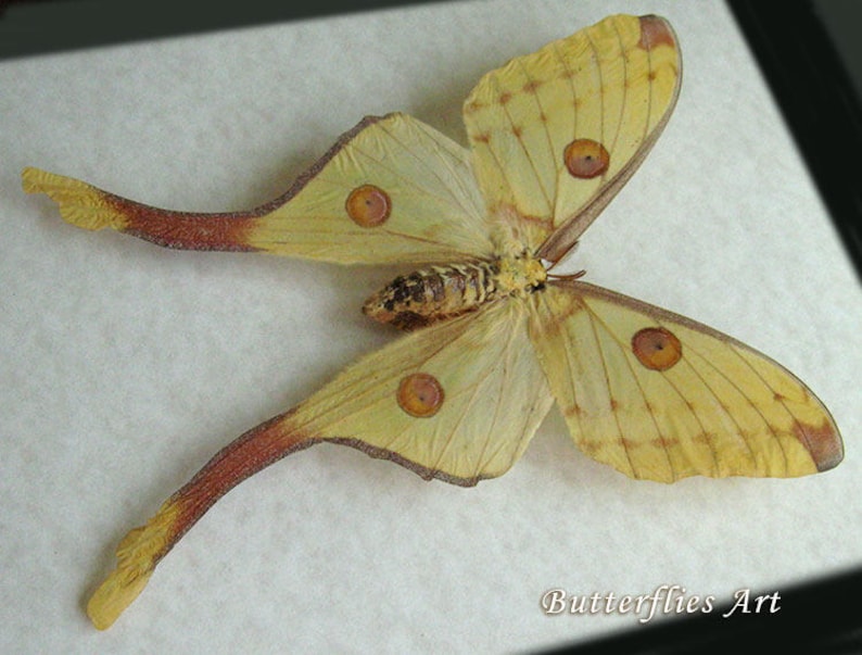 Madagascar Moth Argema Mittrei Comet Moon In Museum Quality Shadowbox