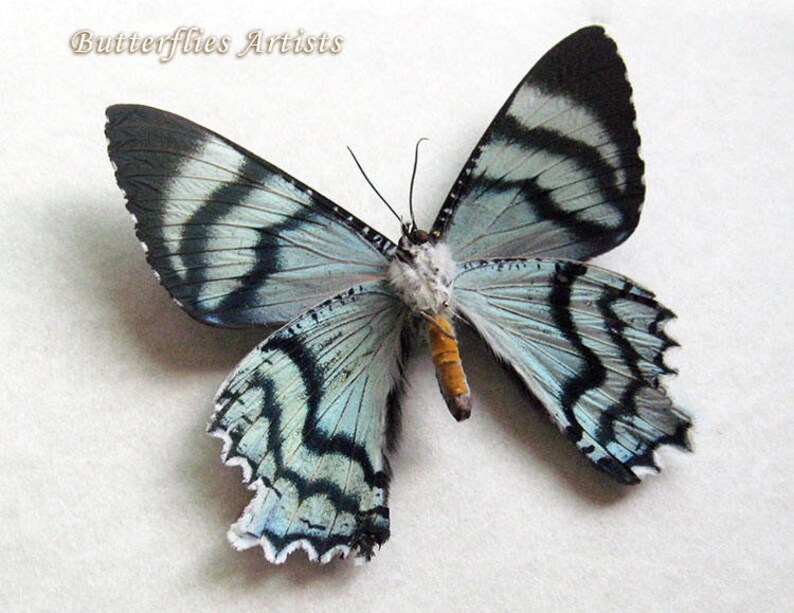 REAL FRAMED DAY FLYING MOTH BLUE GREEN ALCIDES VERSO INDONESIA