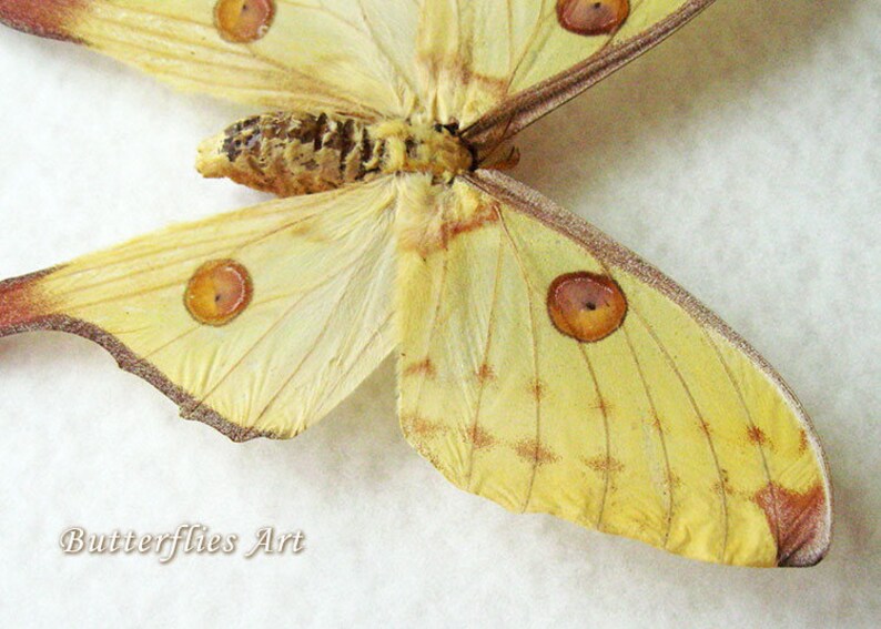 Madagascar Moth Argema Mittrei Comet Moon In Museum Quality Shadowbox