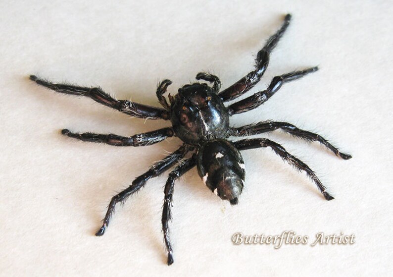 Real Hyllus Jumping Spider Entomology Collectible Museum Quality In Shadowbox