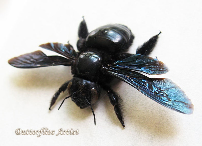 Violet Carpenter Real Bee Xylocopa Violacea Entomology Collectible In Shadowbox
