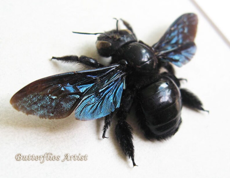 Violet Carpenter Real Bee Xylocopa Violacea Entomology Collectible In Shadowbox