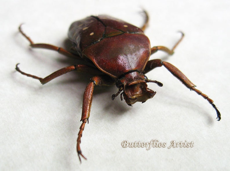 Flower Beetle Stephanorrhina Adelpha Entomology Collectible In Display