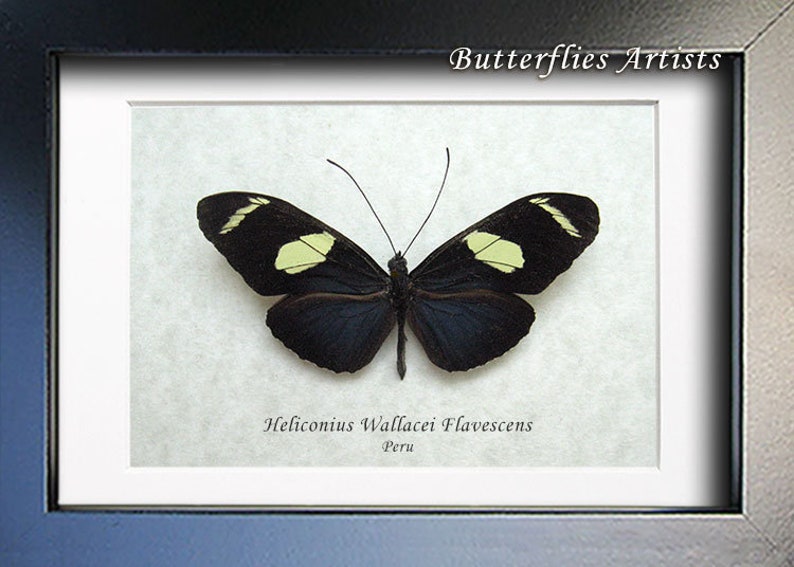 Longwing Butterfly Heliconius Wallacei Entomology Collectible In Shadowbox