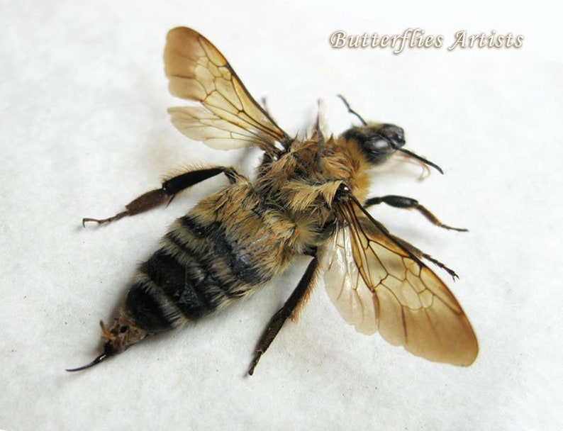 Stripped Bumble Bee Real Bombus Fervidus Entomology Collectible Framed In Shadowbox