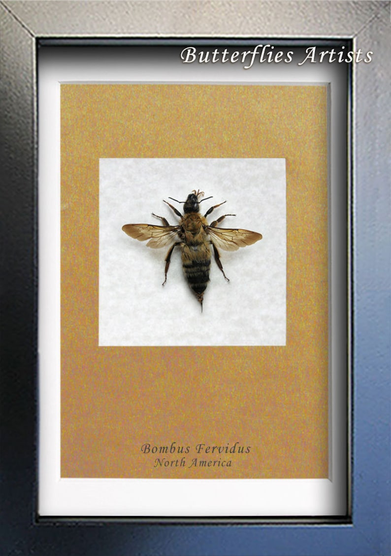 Stripped Bumble Bee Real Bombus Fervidus Entomology Collectible Framed In Shadowbox