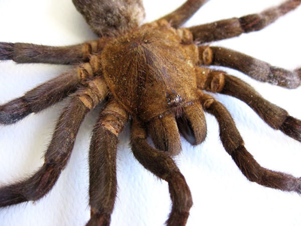 eurypeima spinicrus tarantula biggest spider real entomology