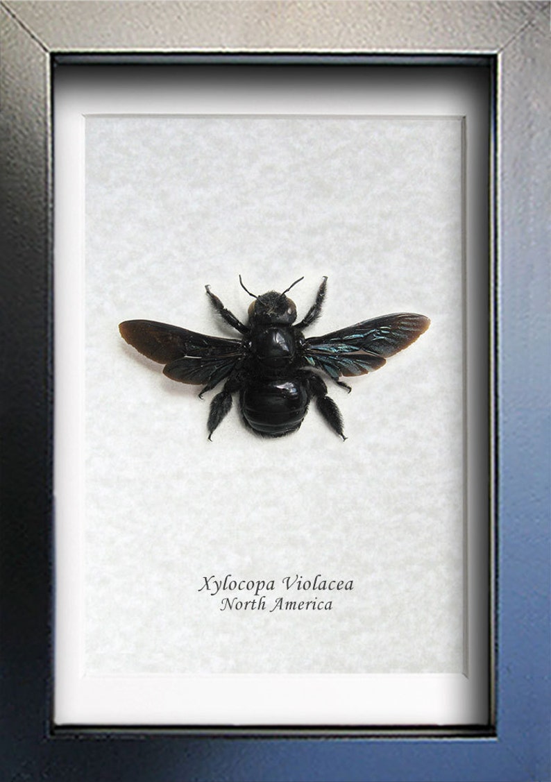 Violet Carpenter Real Bee Xylocopa Violacea Entomology Collectible In Shadowbox
