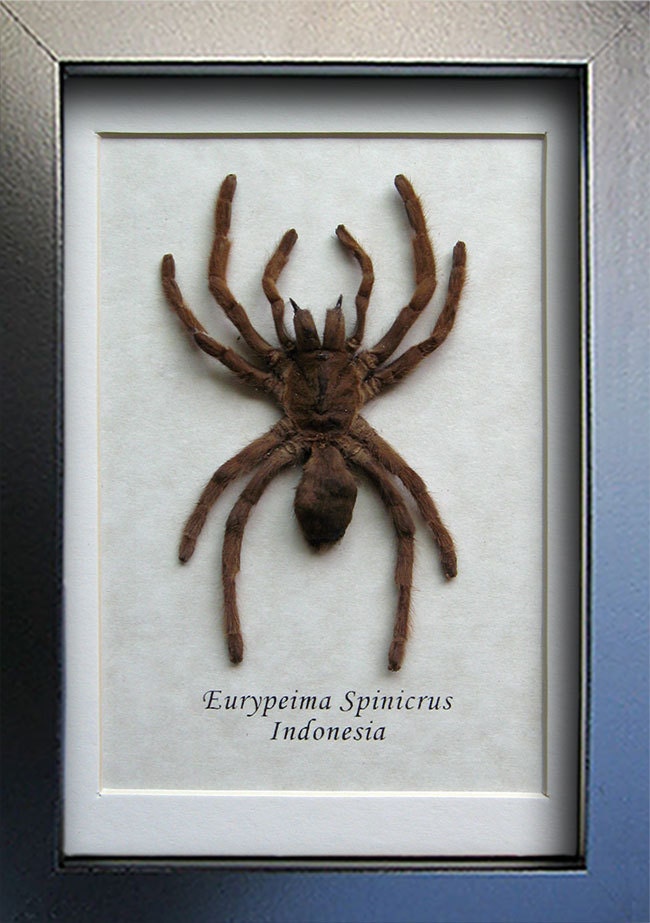 eurypeima spinicrus tarantula biggest spider real entomology