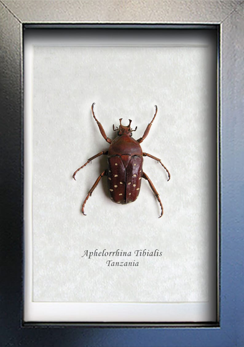 Flower Beetle Stephanorrhina Adelpha Entomology Collectible In Display