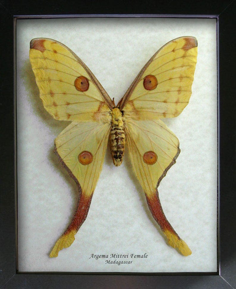 Madagascar Moth Argema Mittrei Comet Moon In Museum Quality Shadowbox