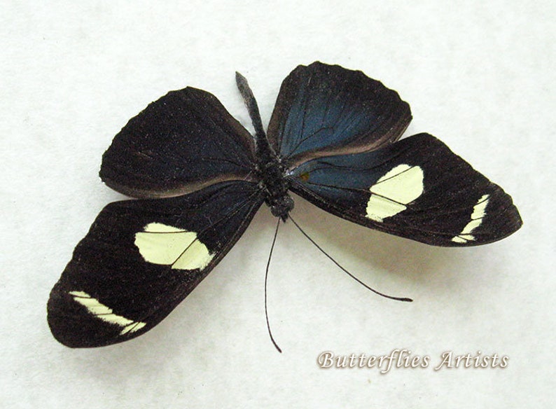 Longwing Butterfly Heliconius Wallacei Entomology Collectible In Shadowbox