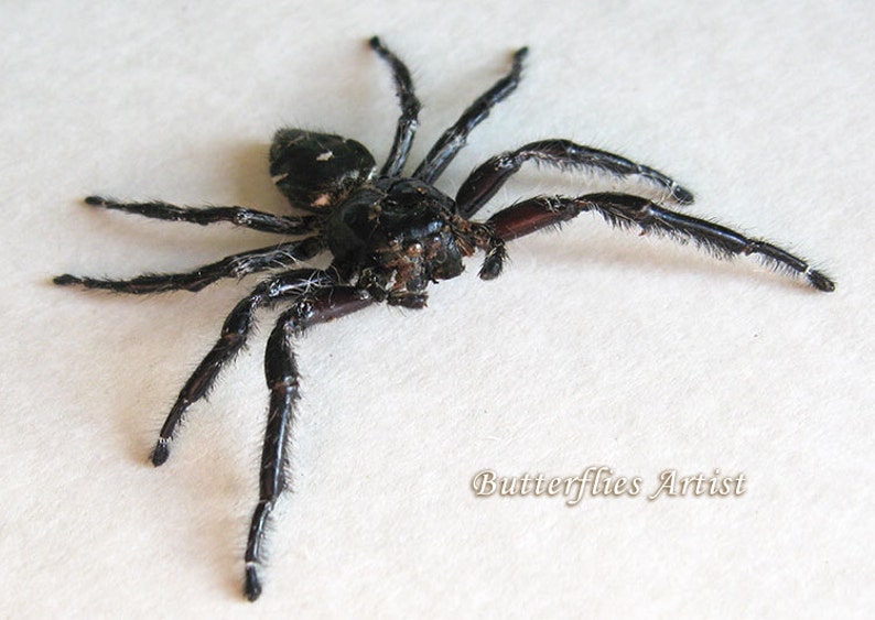 Real Hyllus Jumping Spider Entomology Collectible Museum Quality In Shadowbox