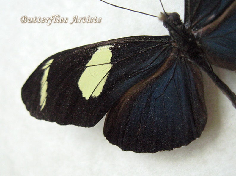 Longwing Butterfly Heliconius Wallacei Entomology Collectible In Shadowbox